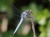 J16_1737 Orthetrum brunneum male